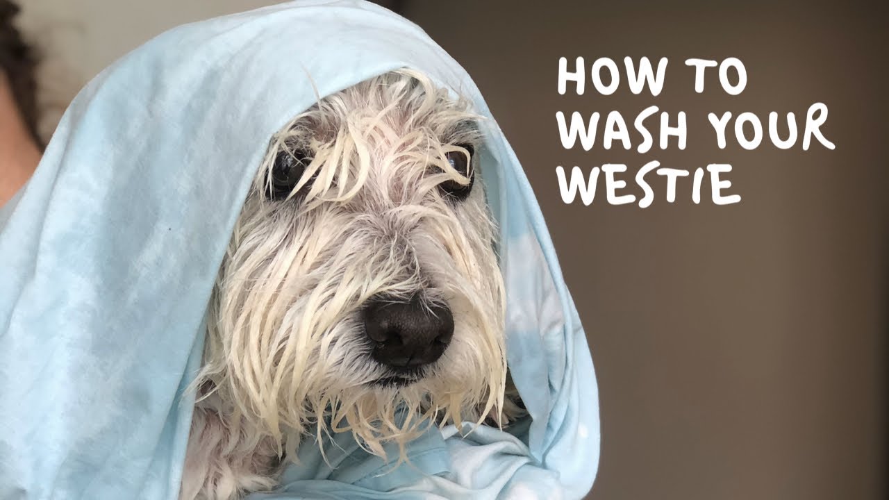 How to wash your dog / bathing west highland white terrier/ Как мыть собаку / купаем вестхайленда