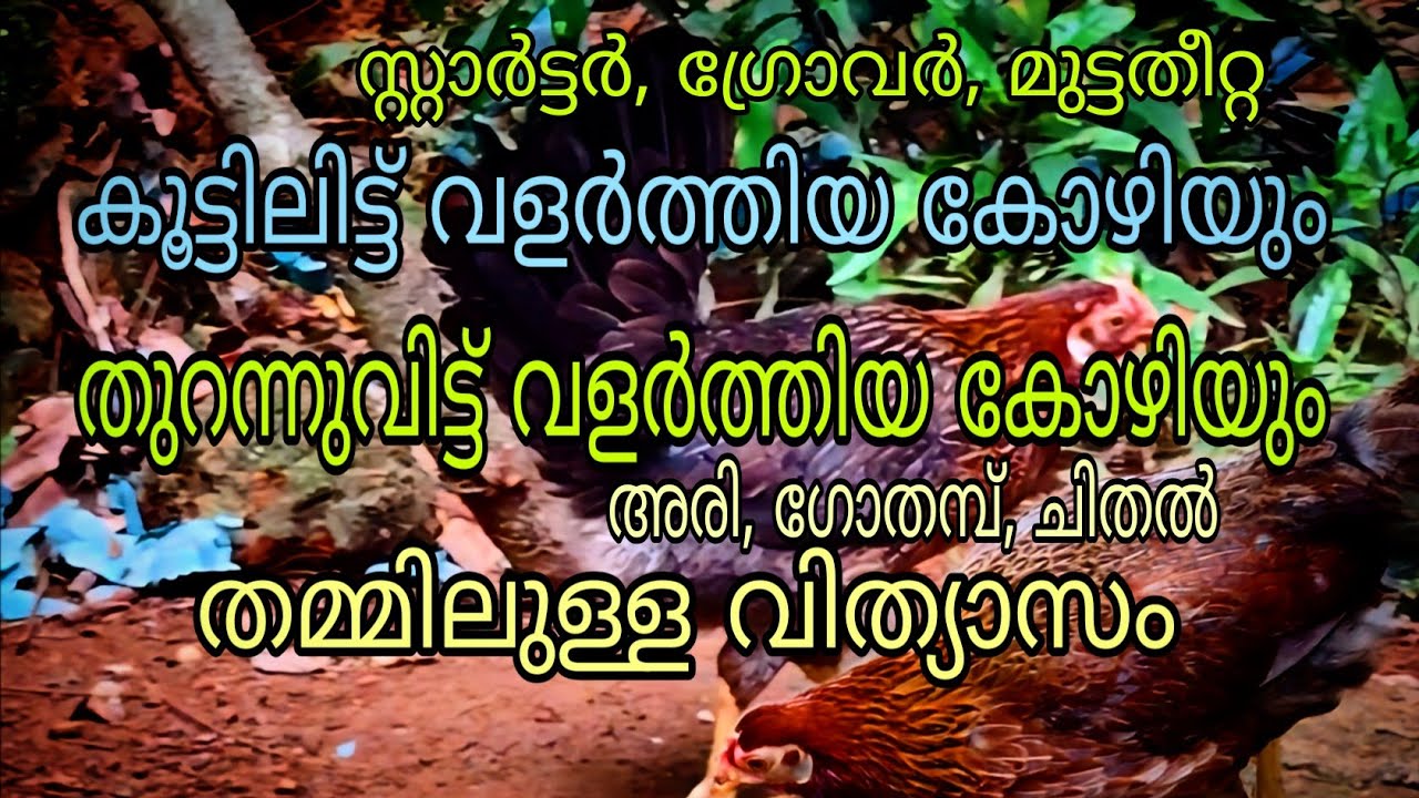 കൂട്ടിൽ ഇട്ട് വളർത്തിയ കോഴിയും,, തുറന്ന് വിട്ട് വളർത്തിയ കോഴിയും തമ്മിൽ ഉള്ള വിത്യാസം 