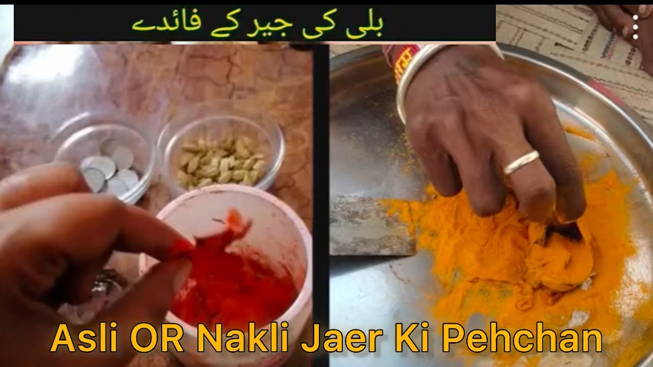 Billi ki Jaer Kya Hoti Hy | Asli Oar Nakli Jaer(Naal) ki Pehchan |Saba’s Place