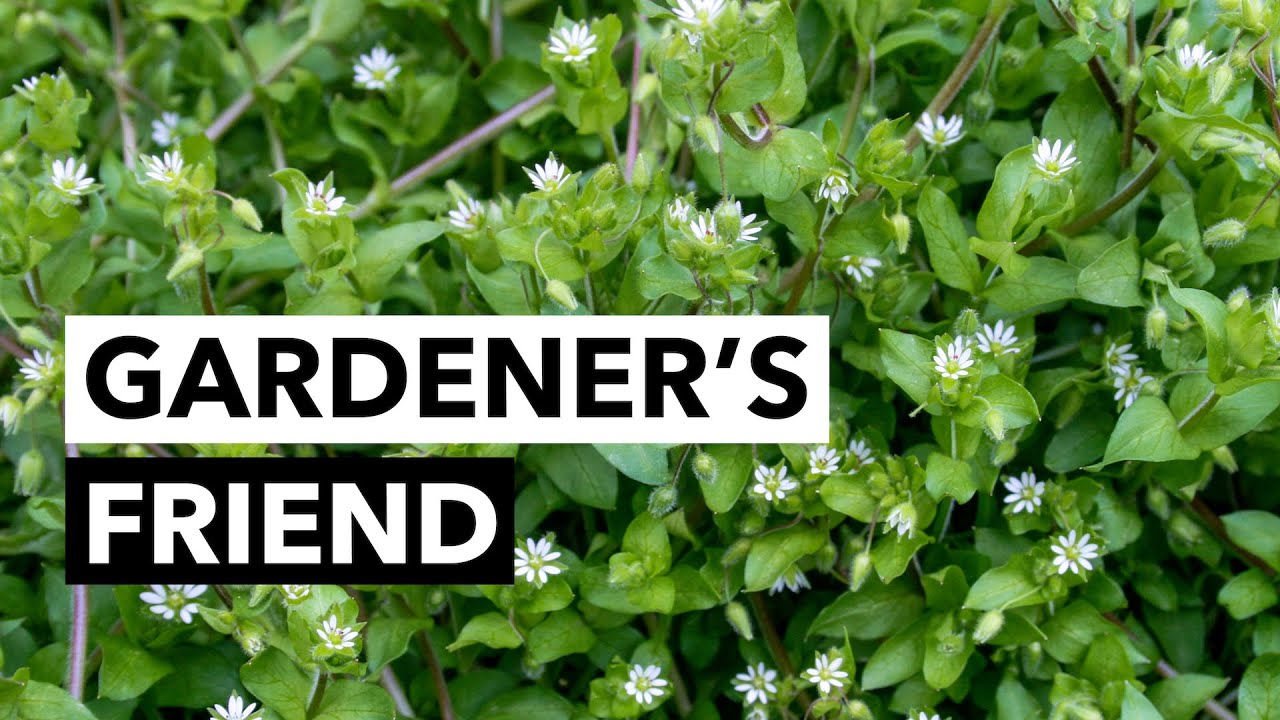 Wild Edibles with Sergei Boutenko: Chickweed&ndash;Stellaria media | Gardeners Should Know This Plant