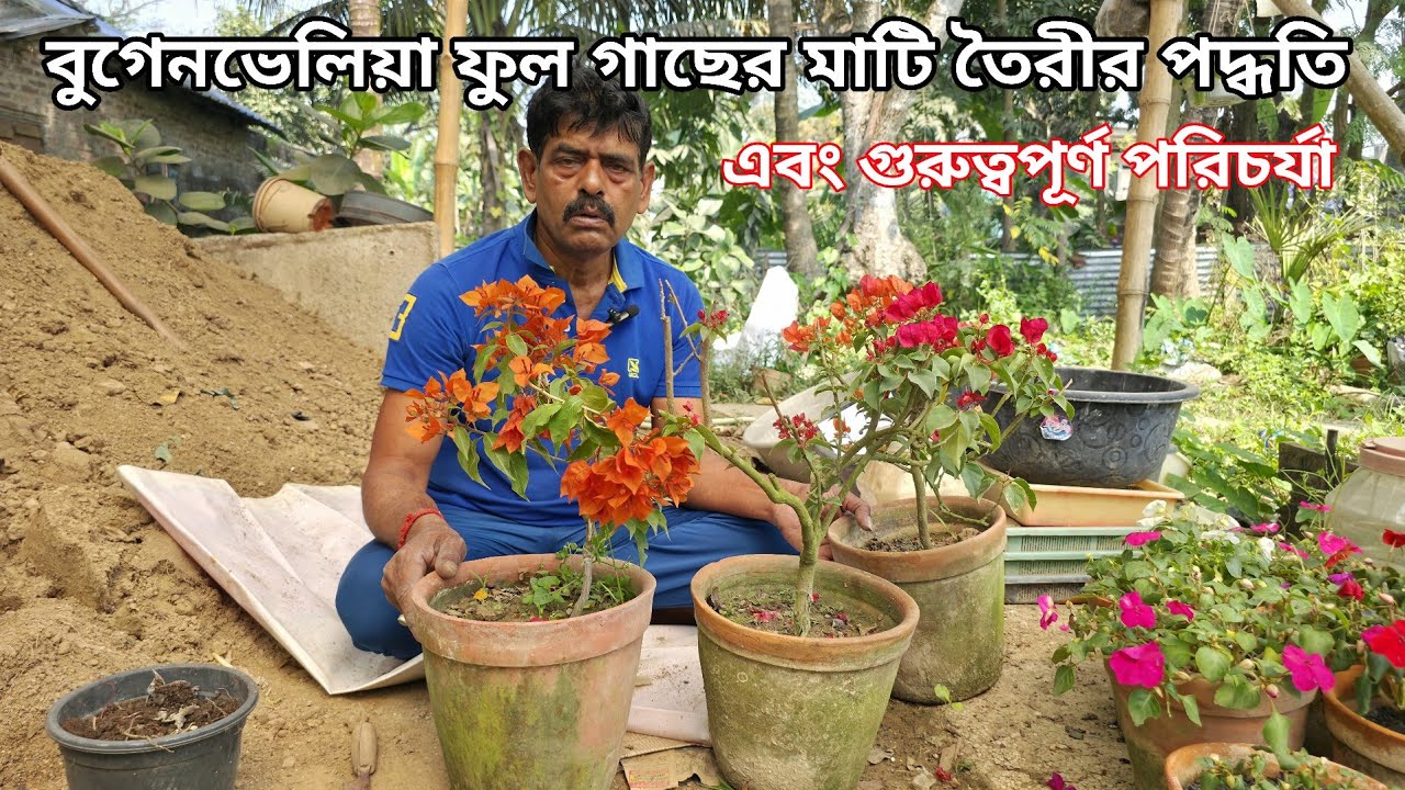 বুগেনভেলিয়া ফুল গাছের মাটি তৈরীর পদ্ধতি ও গুরুত্বপূর্ণ পরিচর্যা
