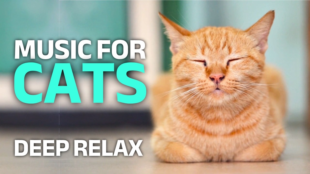 Healing Frequency for Cats 528 Hz ✨ 4K Music Video for Stress Relief & Calm