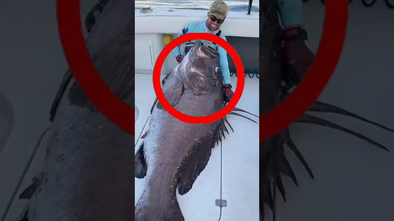 The Strongest Fish in the Atlantic Ocean! 🤯