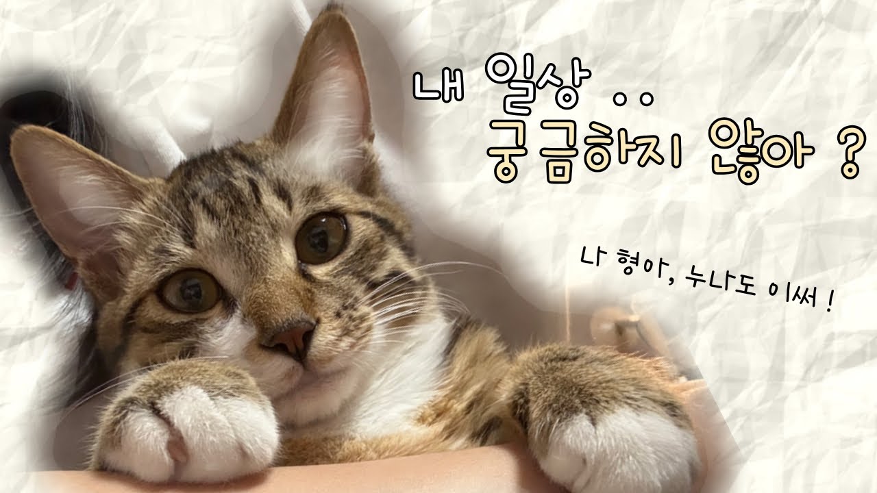 강아지 셋과 함께 사는 고양이의 일상
