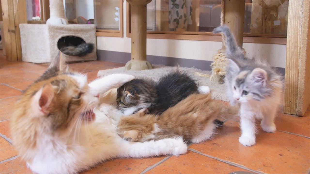 授乳に集まる子猫たち（プリン）　猫カフェ 東京