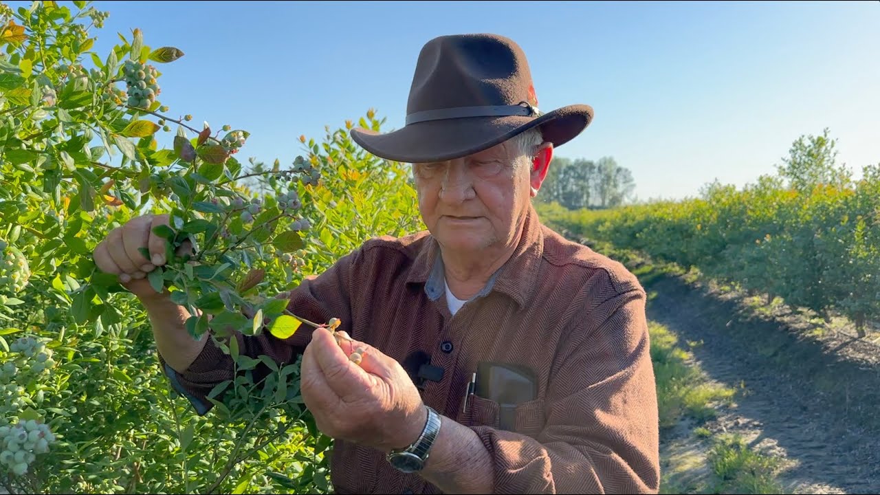 Why are Your Blueberry Blooms Not Making Berries? | The Blueberry Barn