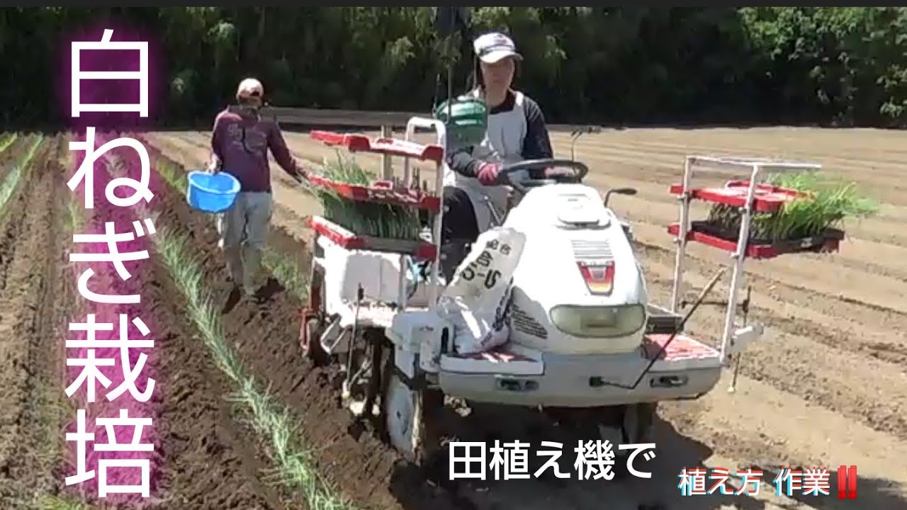 （手作り）白ネギ栽培 田植え作業 ‼️畑で？野菜の田植え！！    #347 #農作業#農業#田植#