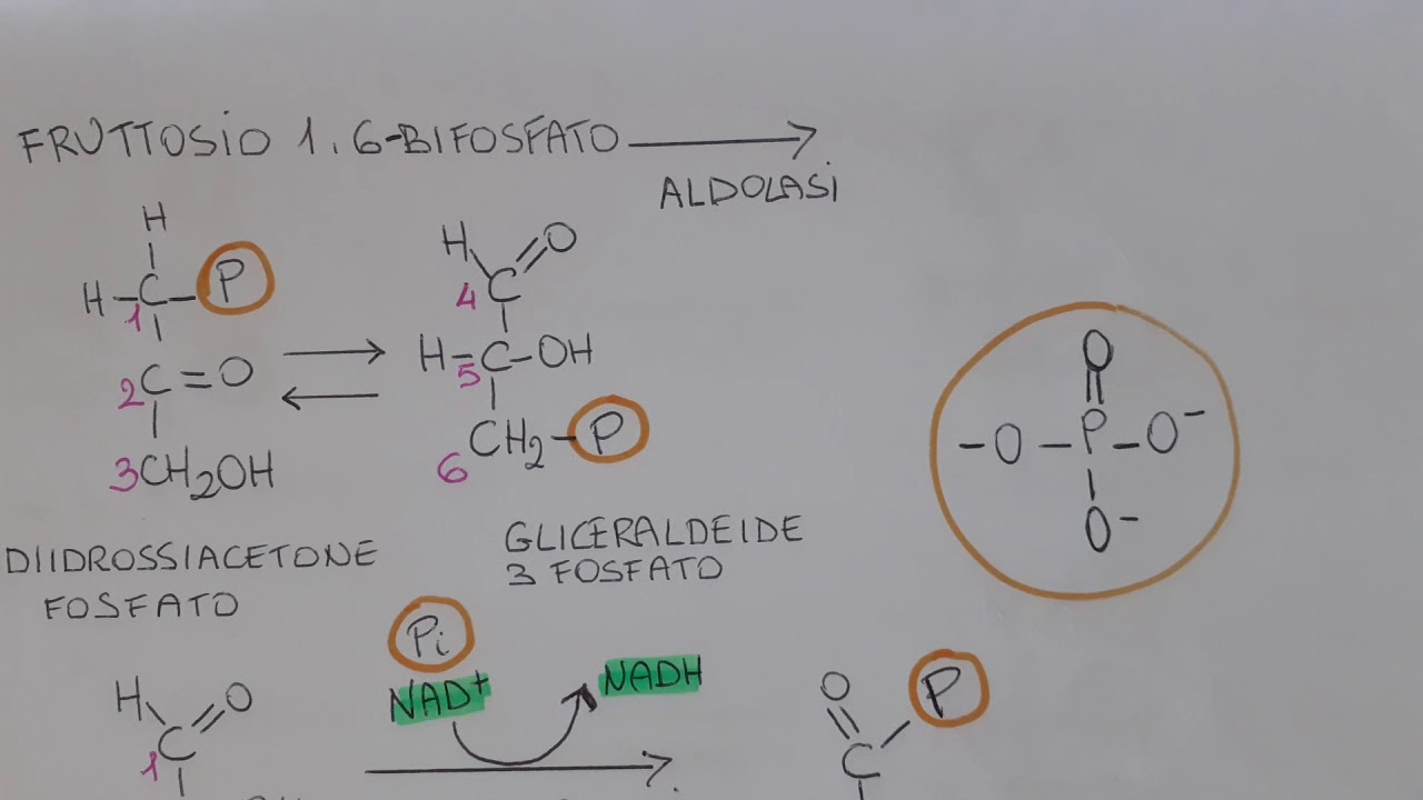Glicolisi