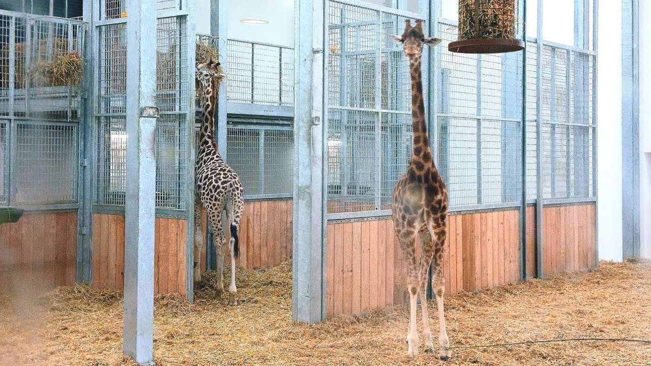 Zoo d'Amiens métropole 🦒 [avec les deux jeunes girafes]