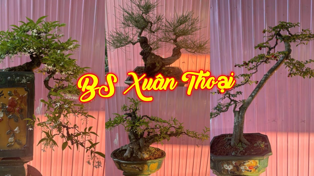 XUÂN THOẠI | #0989237176 | MỚI DÁNG ĐẸP GIÁ MỀM KIM QUÝT, MCT, PHI LAO, DUỐI, SI RÔ, TÙNG, SAM, LỘC.