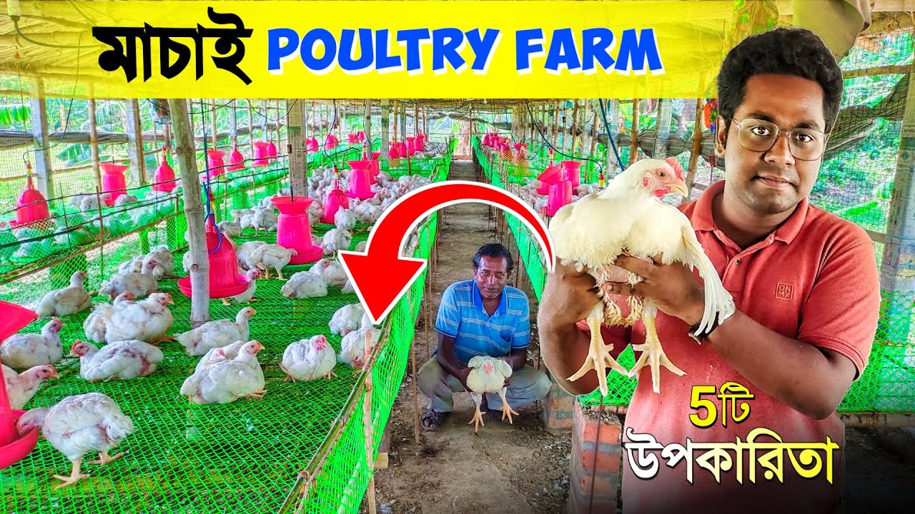 মাচার উপর পোল্ট্রি ফার্ম করার 5টি লাভ | Desi Poultry Farm | Chicken Farm | Broiler Farm in India