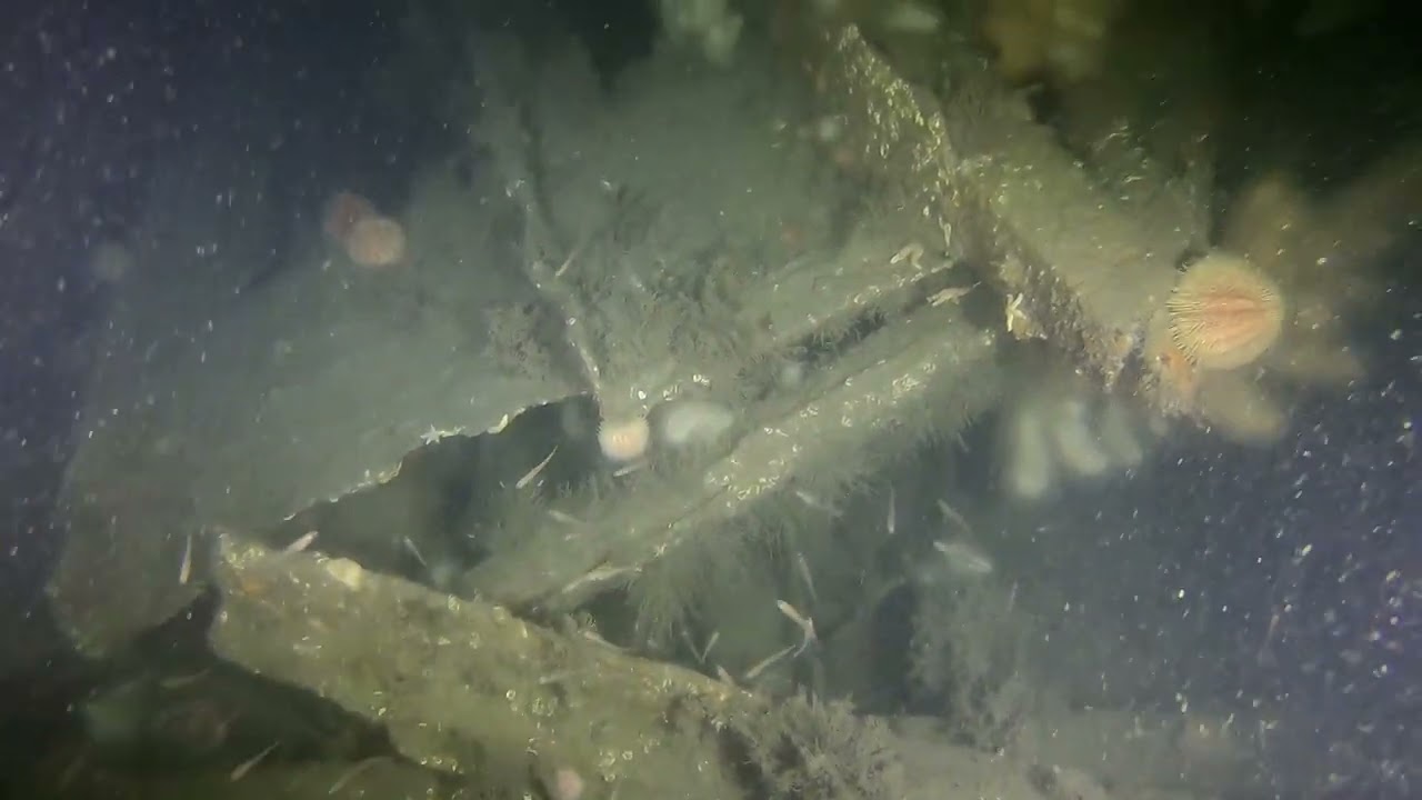 Diving the wreck of the SS Phaecian, Firth of Forth