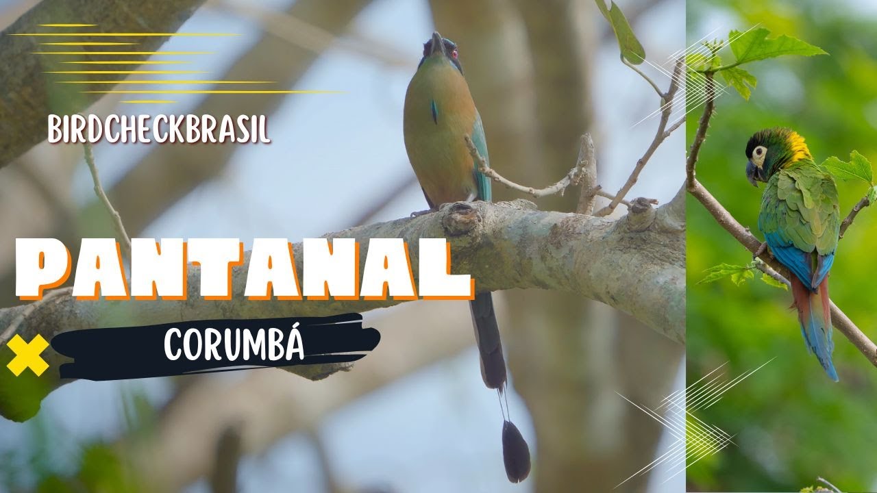 O maravilhoso Pantanal de Corumbá
