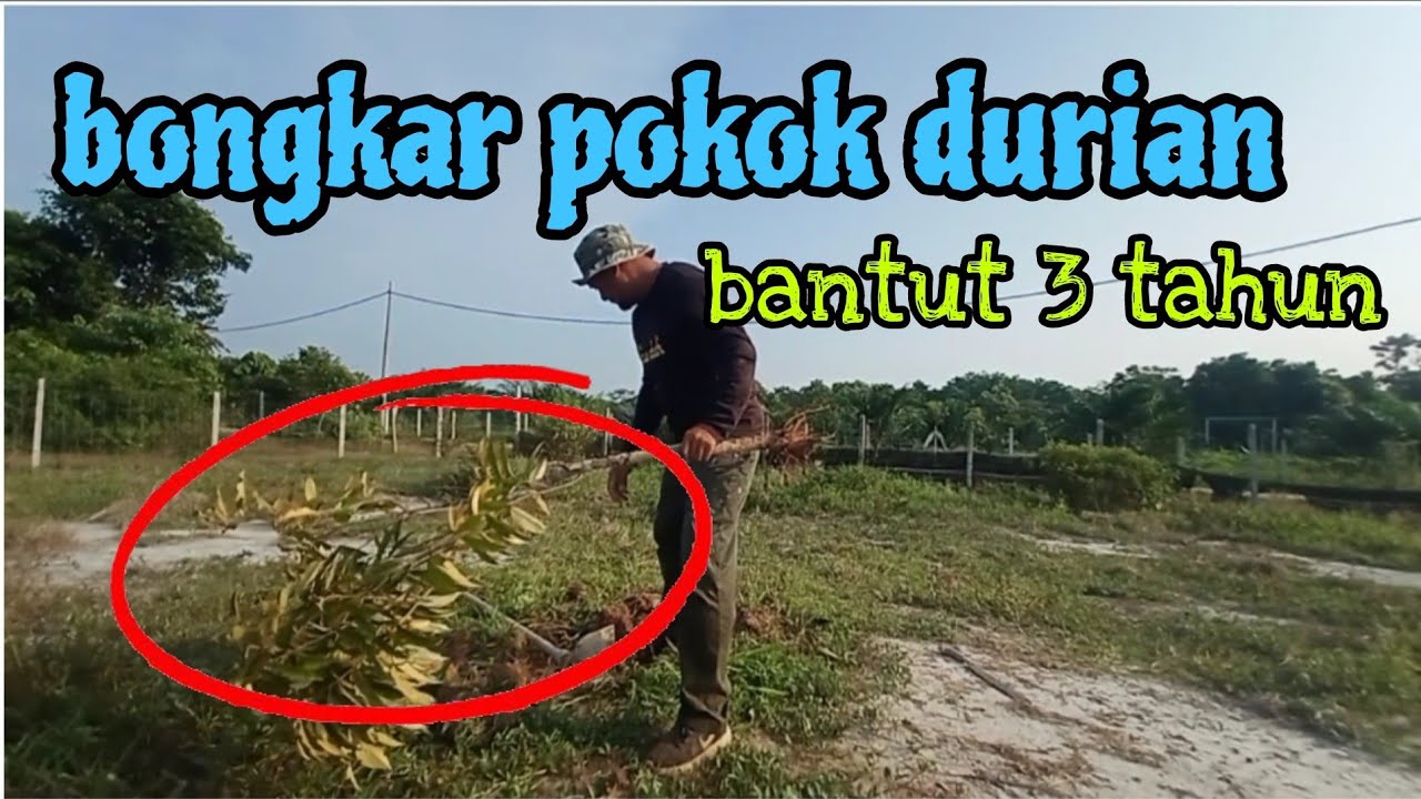 [Episod1189] pak long bongkar pokok durian umur 3 tahun. tengok apa terjadi..