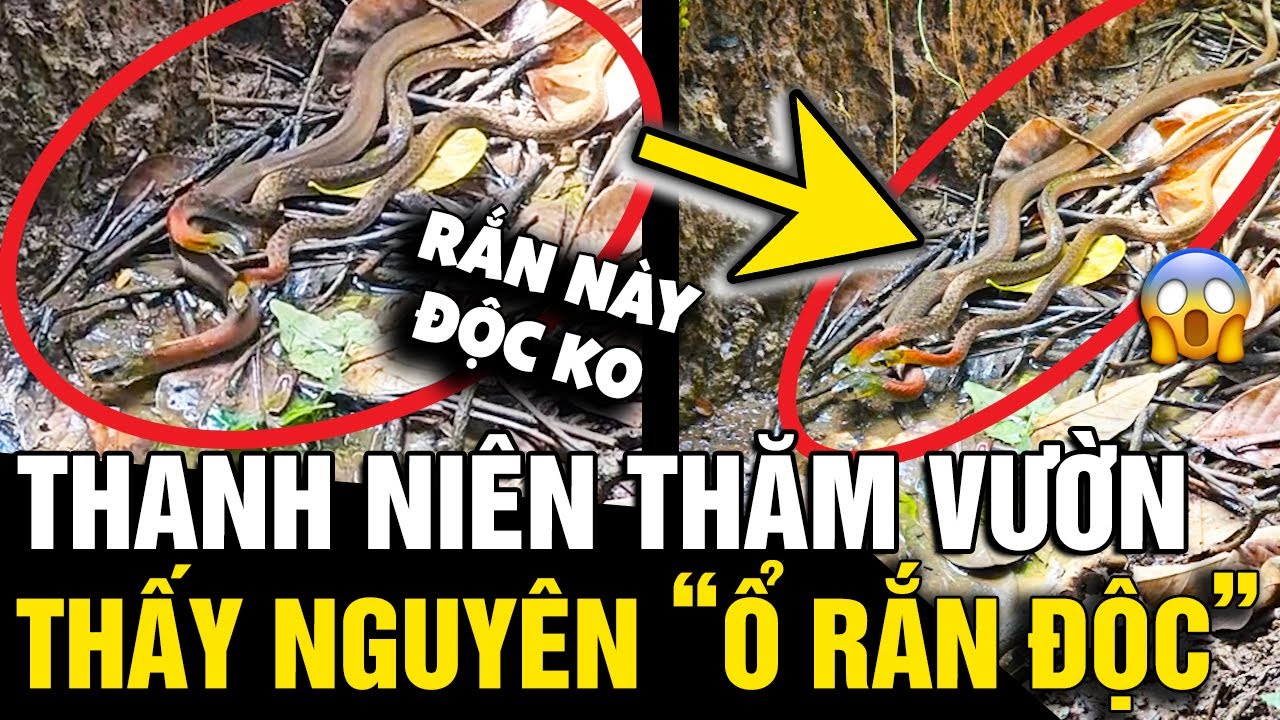 Quay ĐÀN RẮN ở phía sau vườn nhà: Người bảo rắn KHÔNG ĐỘC, người nói THẦY CHÙA ĐỌC |Tin Nhanh 3 Phút