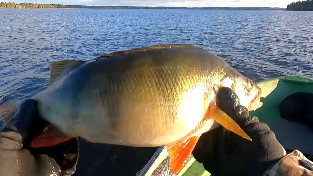 VERKOILLA 126 | J&Auml;TTIAHVEN 4 | SYKSYN 4 SUURINTA = 4,9KG
