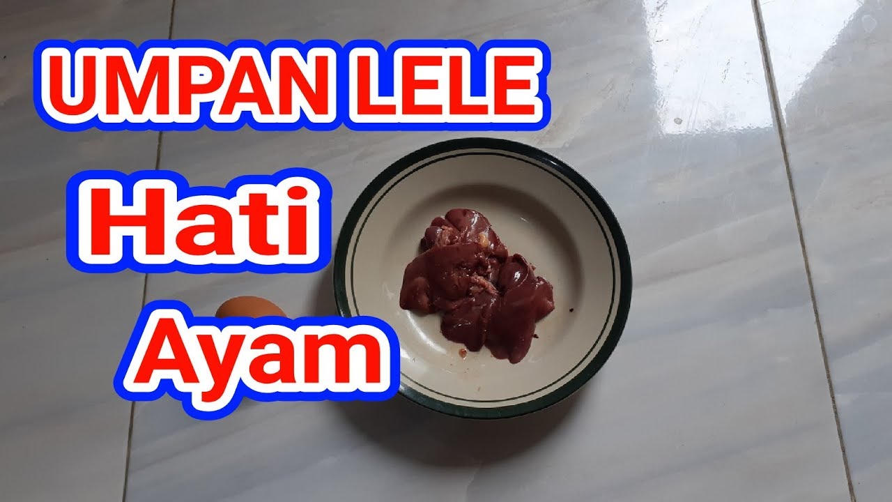 Приманка для ловли сома из куриной печени