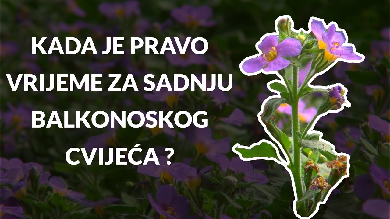 Kada je pravo vrijeme za sadnju balkonskog cvijeća? - Zlatno klasje #256