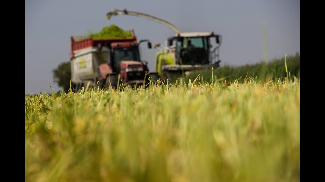 Trinciatura 2015 Claas Jaguar 960