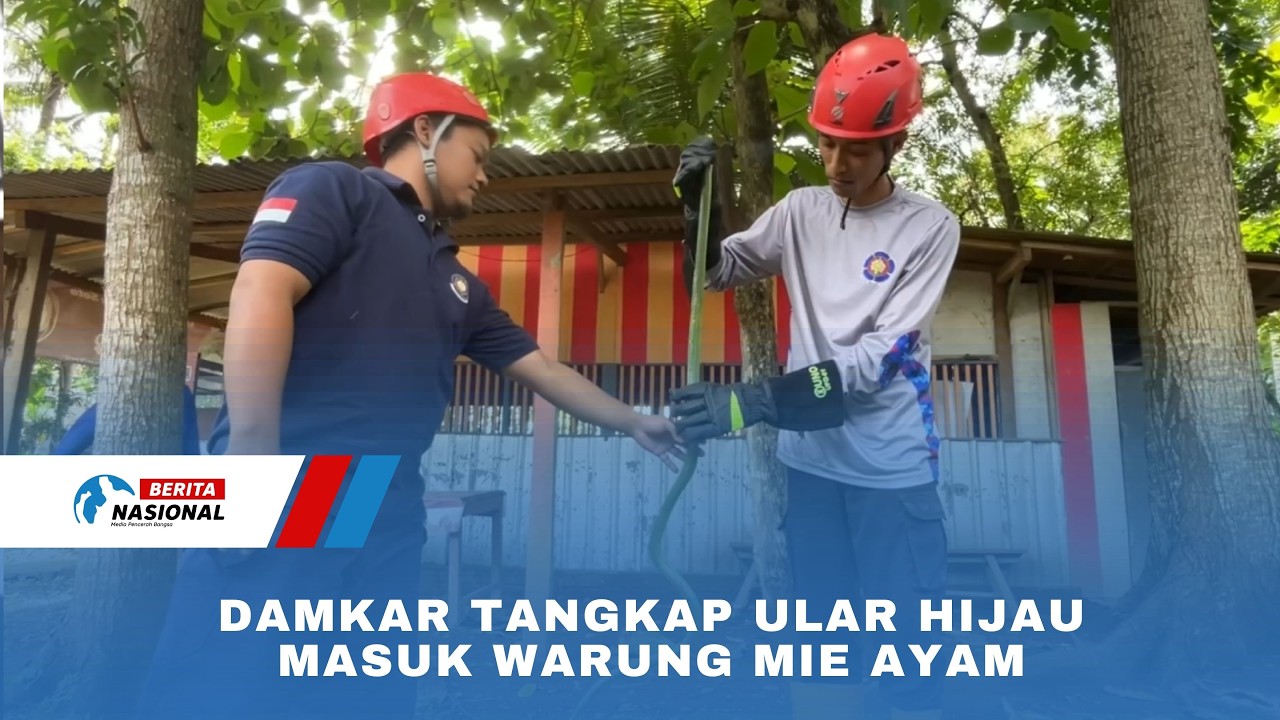 Damkar Tangkap Ular Hijau Masuk Warung Mie Ayam