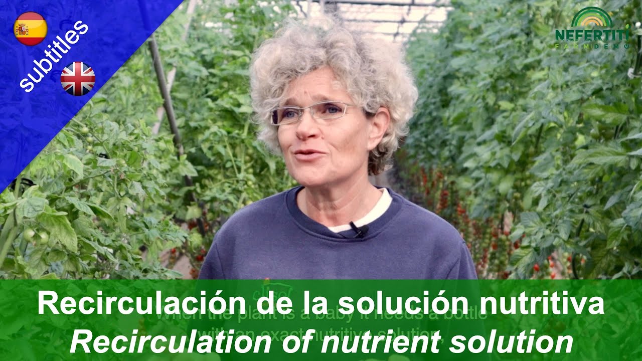 Recirculación de la solución nutritiva en cultivos en Almería - Recirculation of nutrient solution