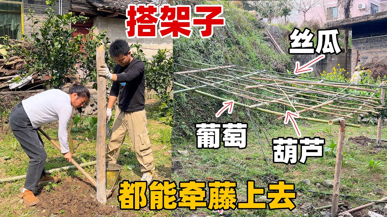 葡萄还没发芽架子就做好了，为了打桩慧琳和小唐意见又产生分歧，最终还是慧琳的想法更牢固