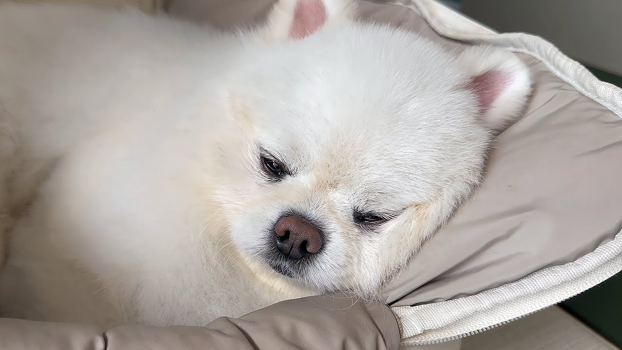 밖에서 외박하고 집에 와서 코골고 자는 강아지ㅋㅋㅋ