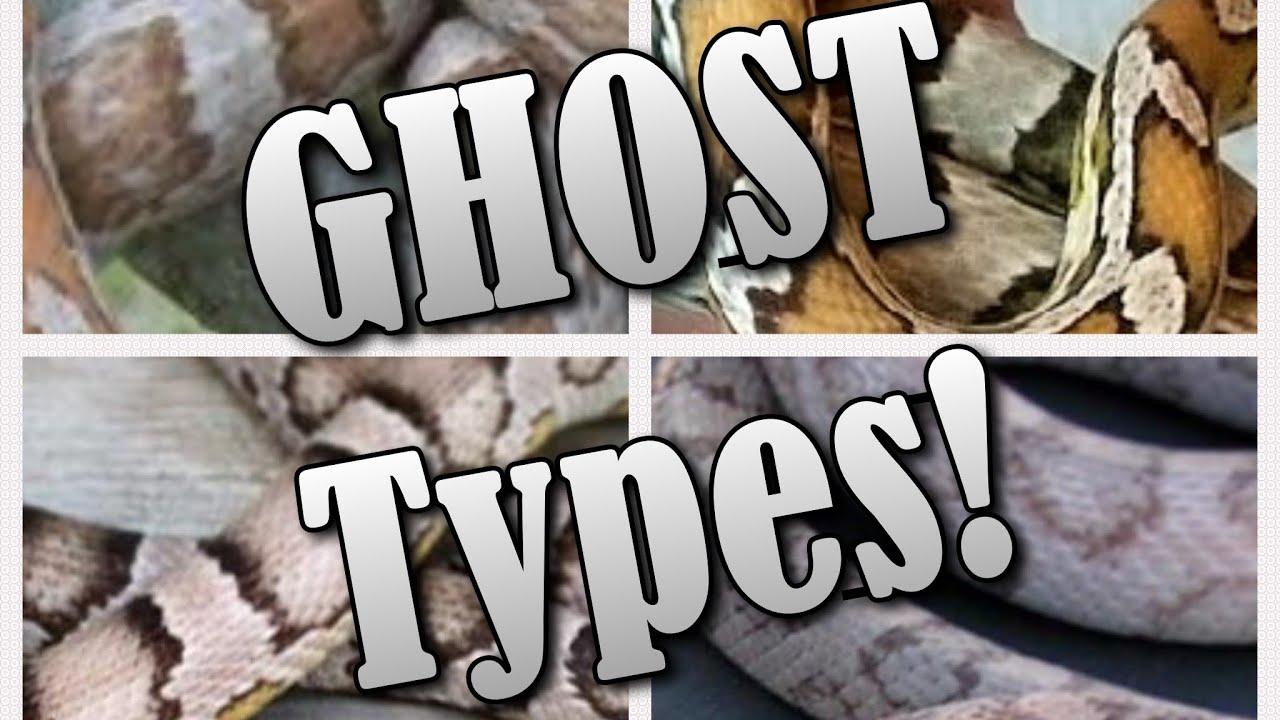 NOT so spooky! Ghost Corn Snake Morphs
