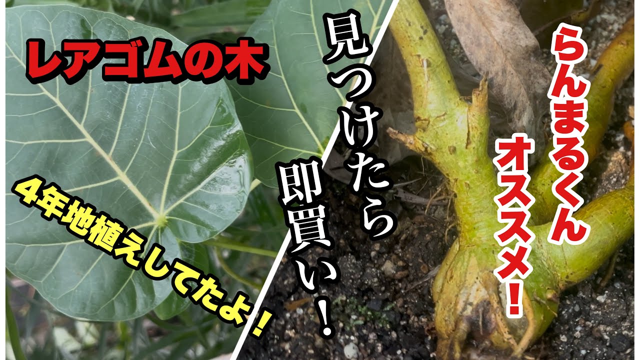 【なかなか見ないレア植物】実は4年前に地植えしていた！らんまる君オススメのフィカスちゃん