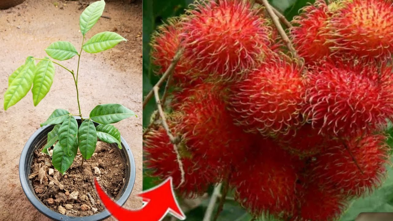 How to Grow Rambutans from seeds use Aloe Vera to Grow quickly