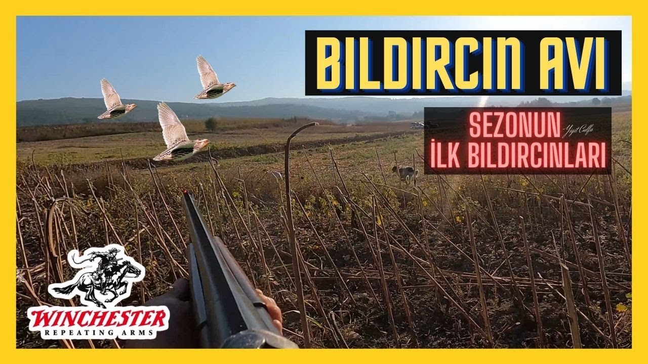 Bıldırcın Avı - (4K) - 10. Bölüm - Sezonun İlk Bıldırcınları  - Quail Hunting