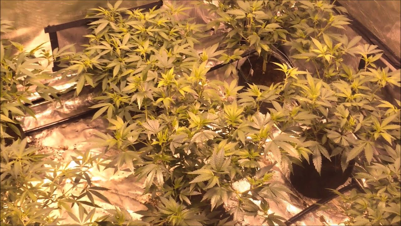 Spot B - 4k 10x10 Tent Grow