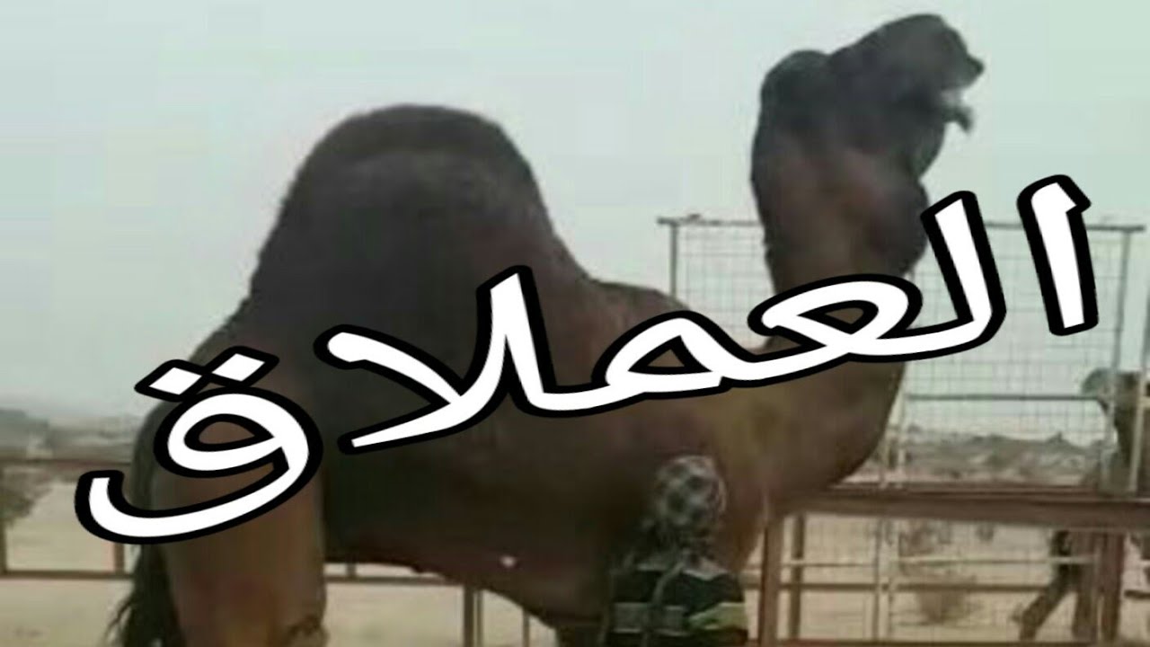 Camels بعير كناني للبيع, نادر ومتن وارتفاع الزين واضح  التفاصيل ☜( تم البيع )