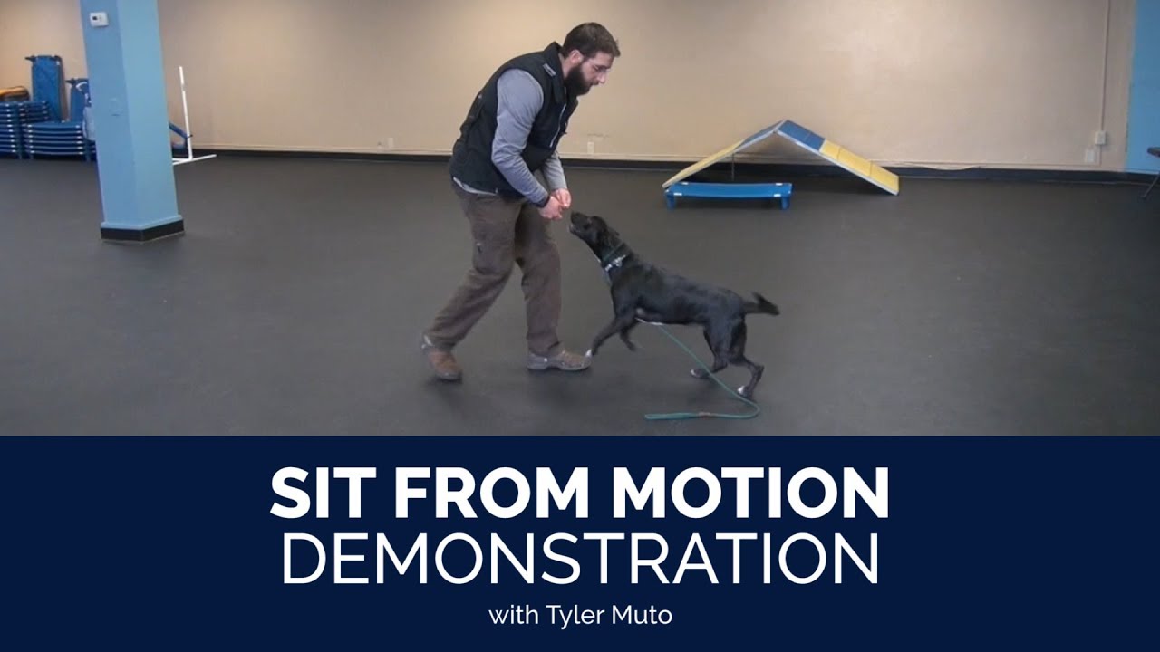 Sit From Motion Demonstration