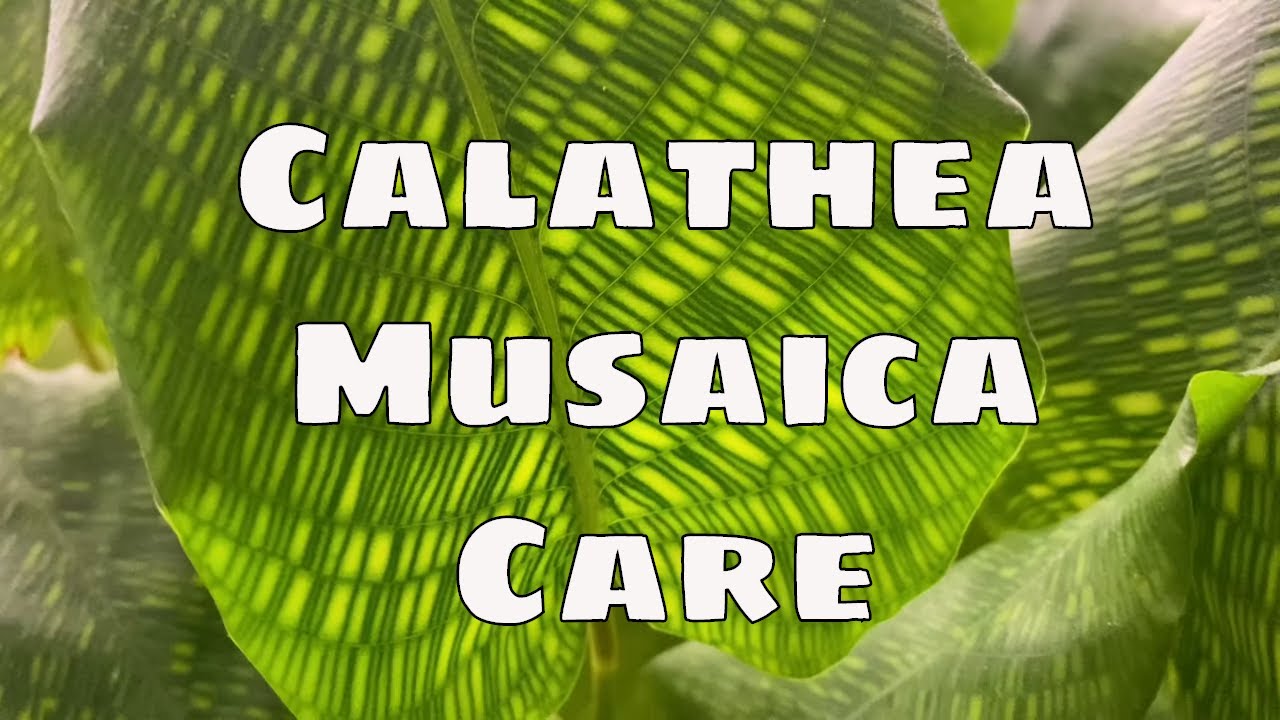 Easy Calathea Musaica House Plant Care Tips How to Care for Calathea Network Maranta Prayer Plant