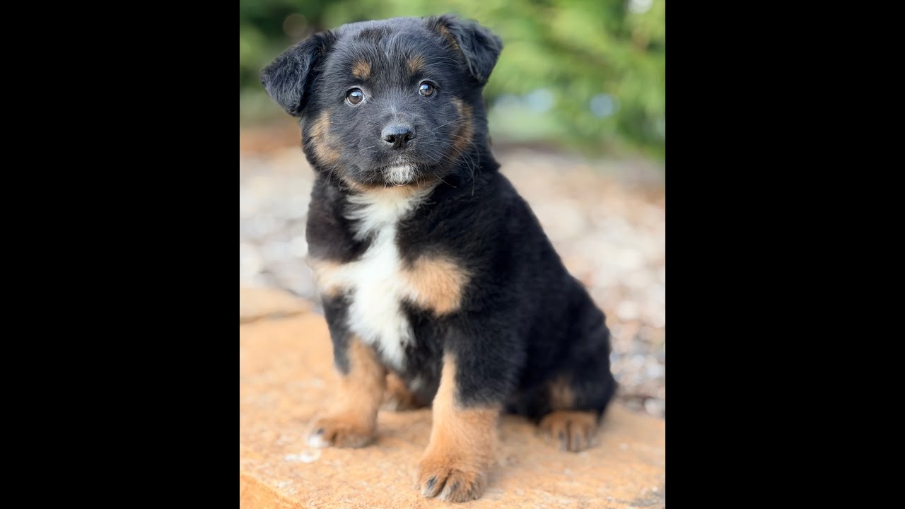 Tango is a really sweet natured Mini Australian Shepherd puppy for sale..!! Black tri male...