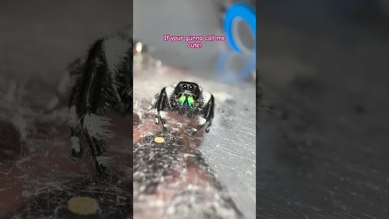 Little spiders shy #jumpingspider #spider
