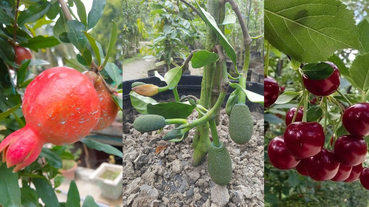 ছাদ বাগান ও মাঠ বাগানের জন্য ভালো মানের চারা 01786864792