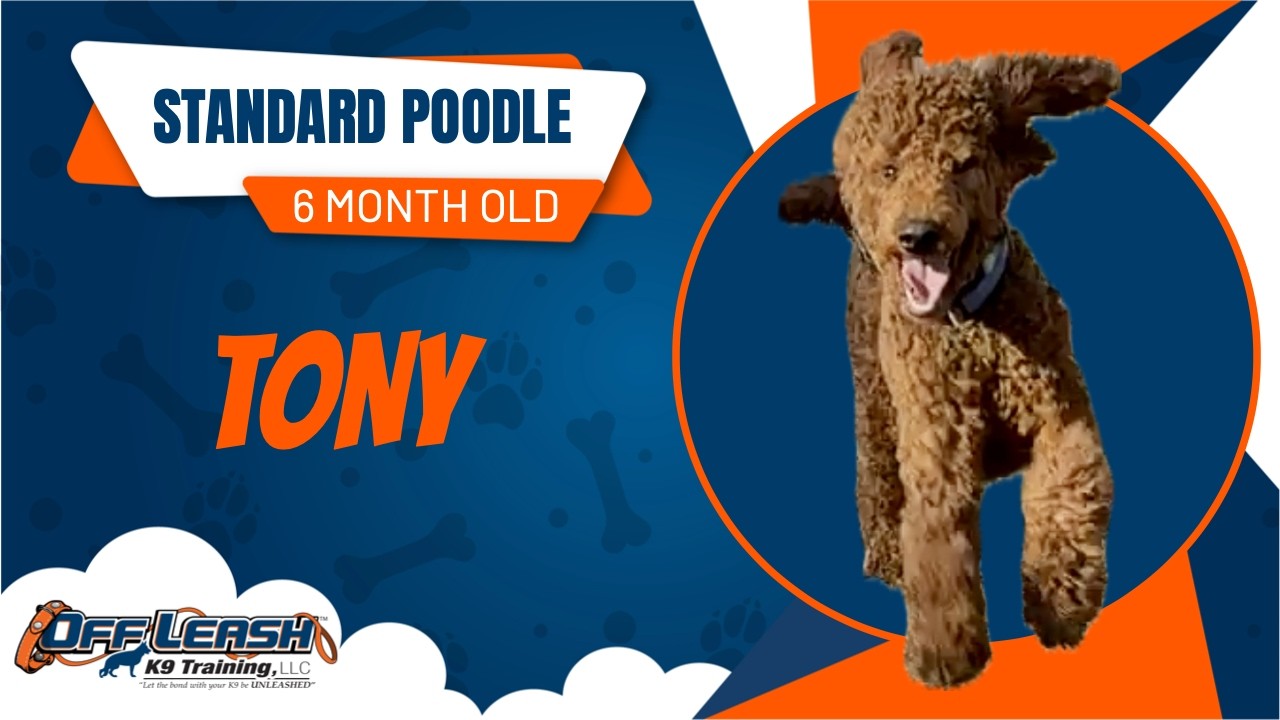 Tony- 6 Month Old Standard Poodle- 2 Week Board and Train
