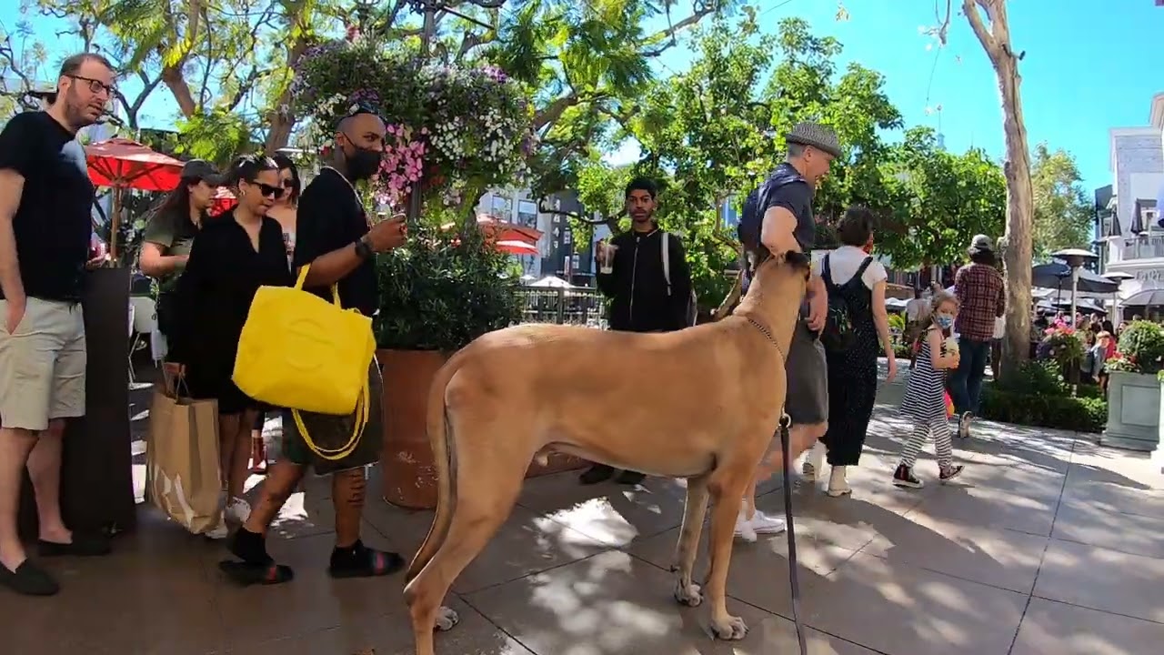 Cash 2.0 Great Dane at The Grove and Farmers Market in Los Angeles (part 9)