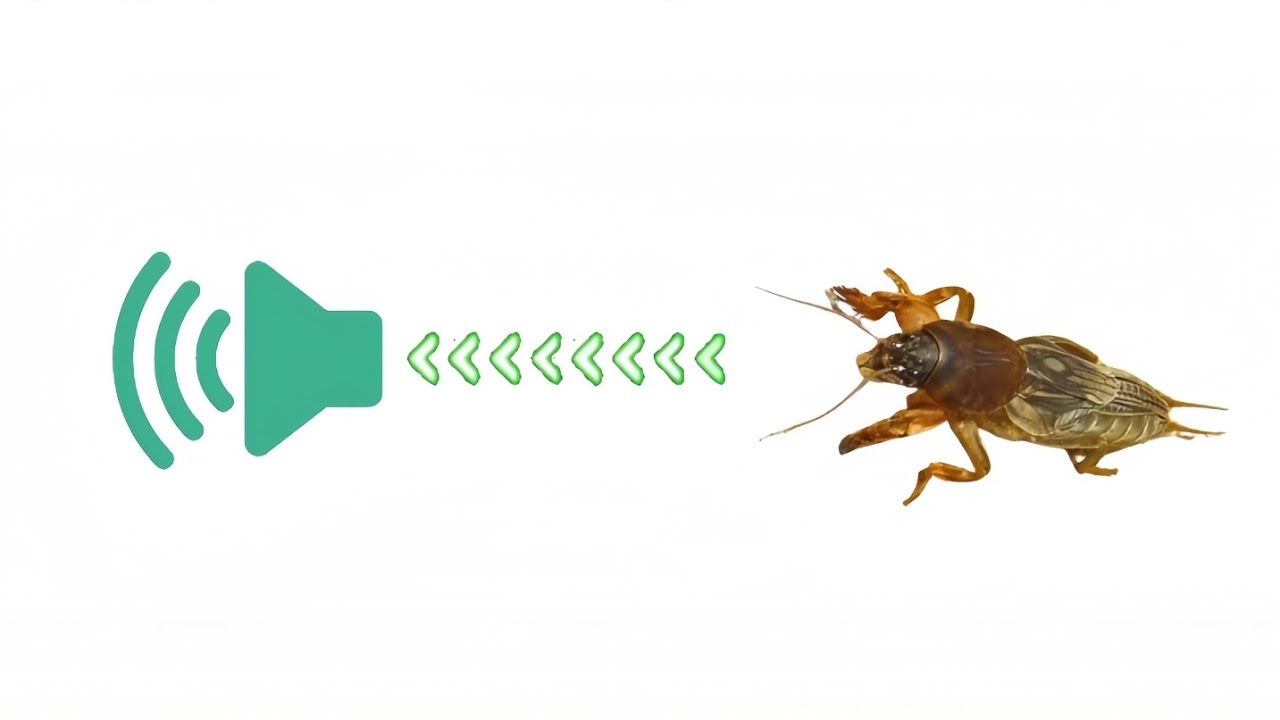 Cricket Sounds Insect Chirping Cricket 