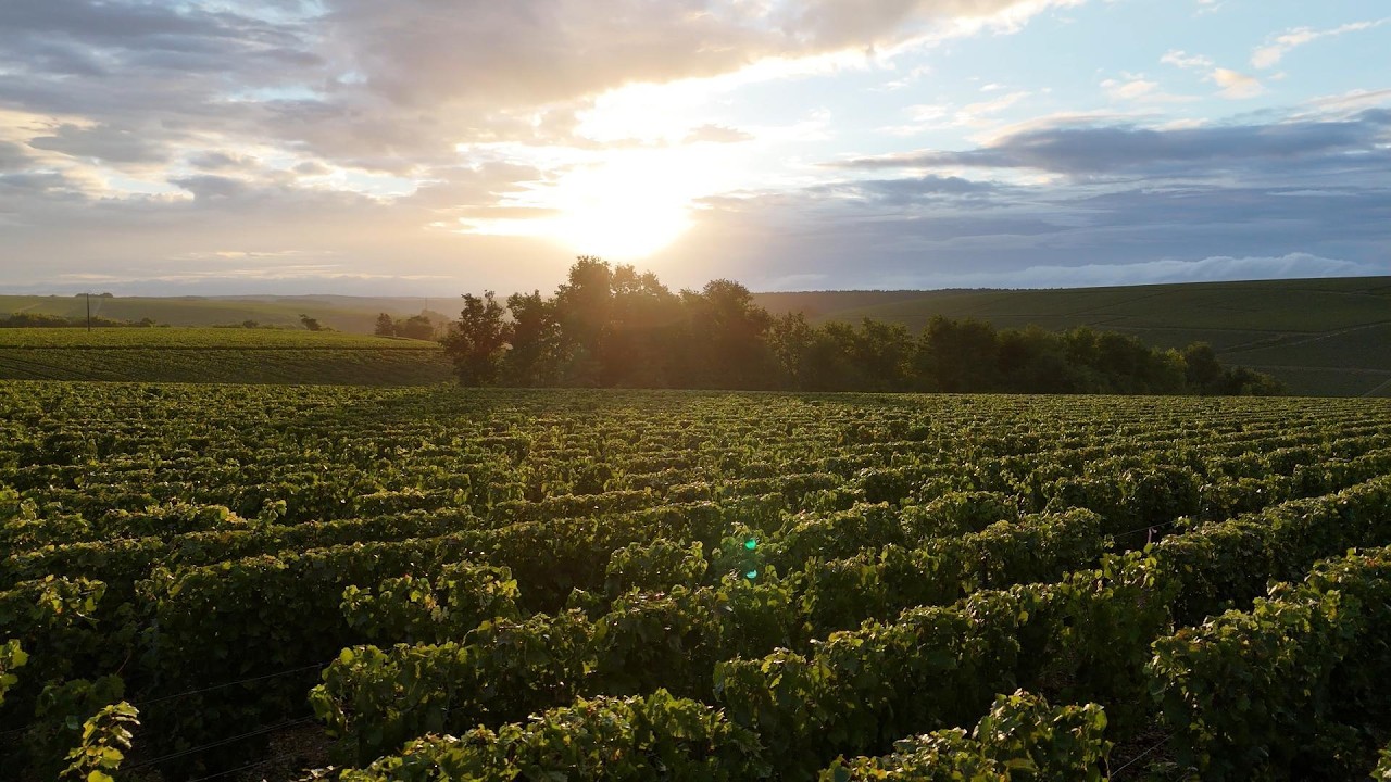 Vendange 2025 -- Domaine de Pisse-Loup (CHABLIS)
