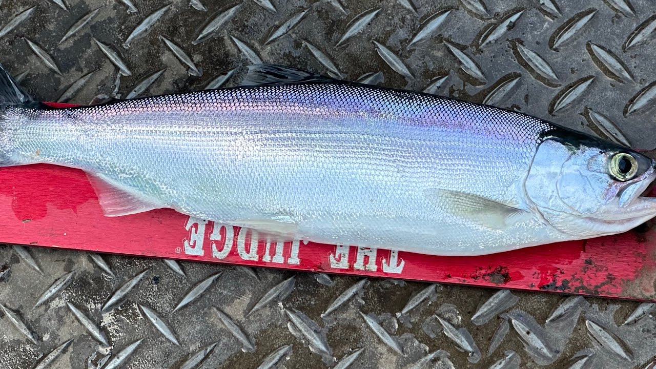 Mid winter Kokanee fishing! With 2 limits of kokanee  by noon!!!!