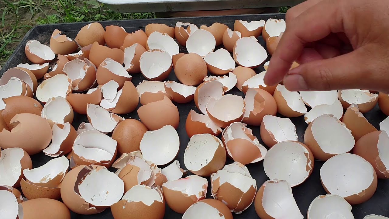 Tips cara buat baja organic dari kulit telur untuk tanaman