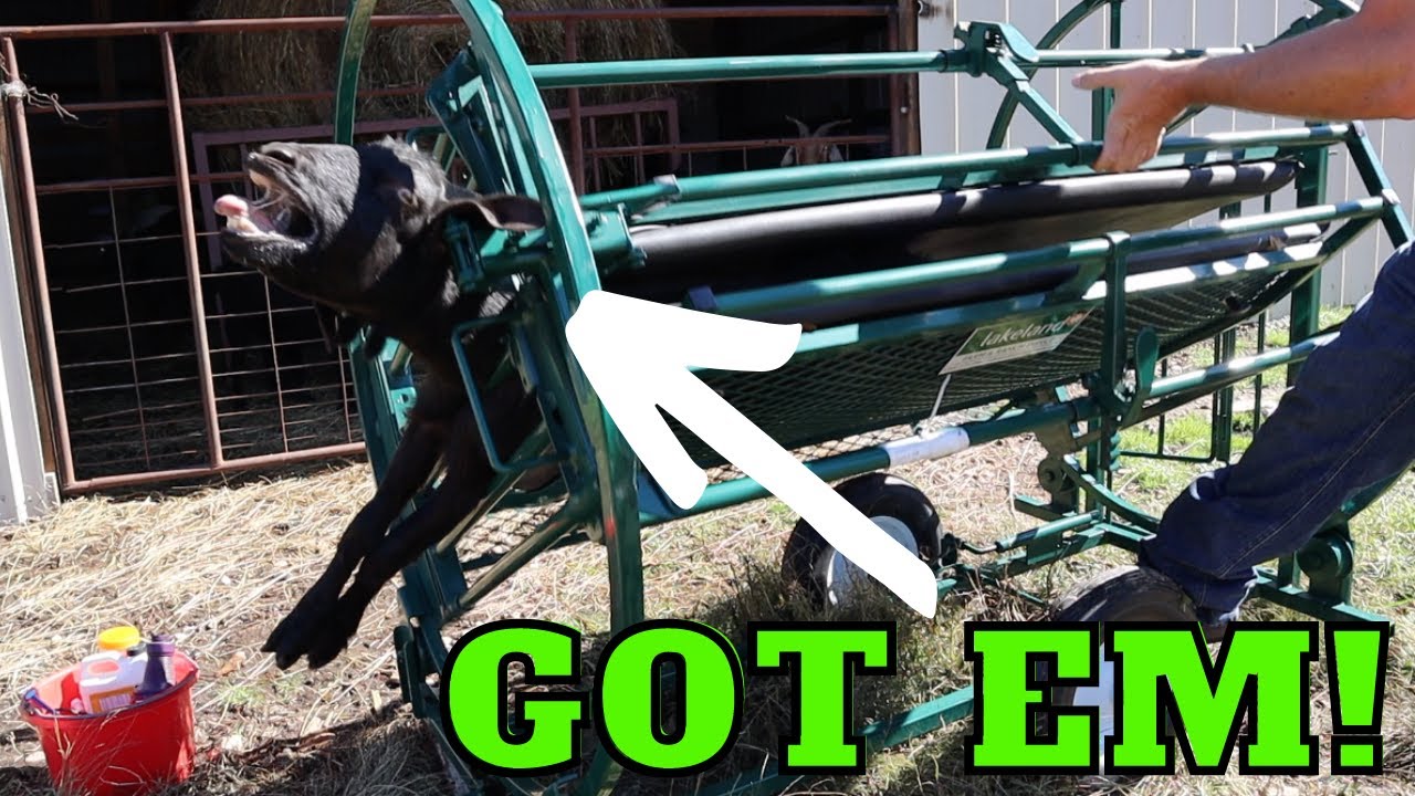 Lakeland’s Deluxe Spin Trim Chute is a must-have for any sheep or goat rancher
