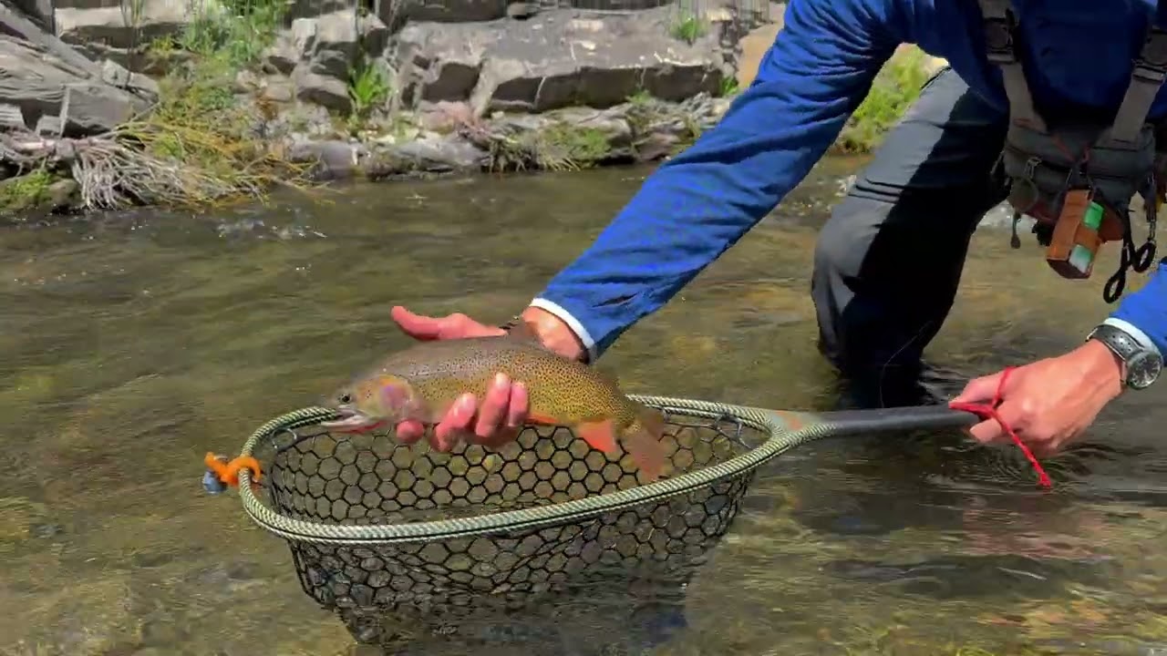 Fly Fishing Wyoming's Greys River