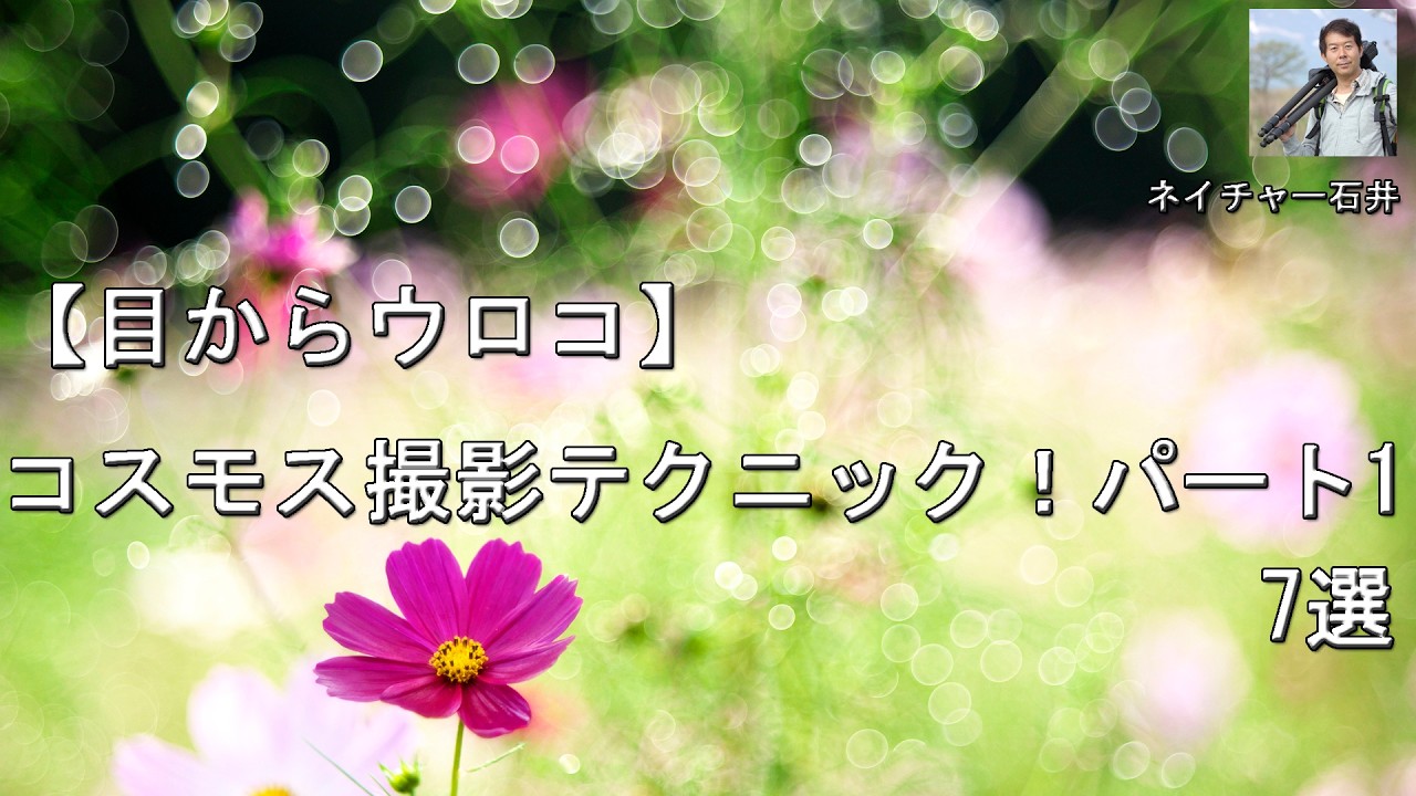 【目からウロコ】コスモス撮影テクニック！パート1