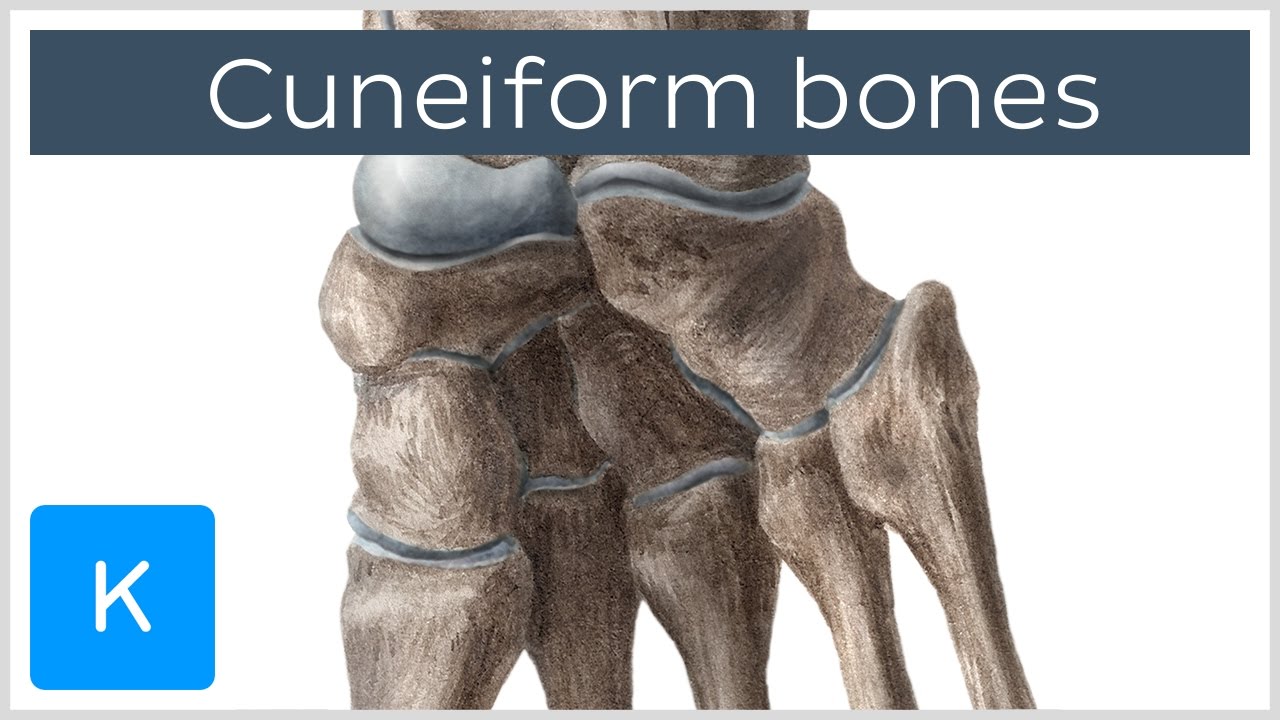 Bones of the foot: cuneiform bones - Human Anatomy |&nbsp;Kenhub