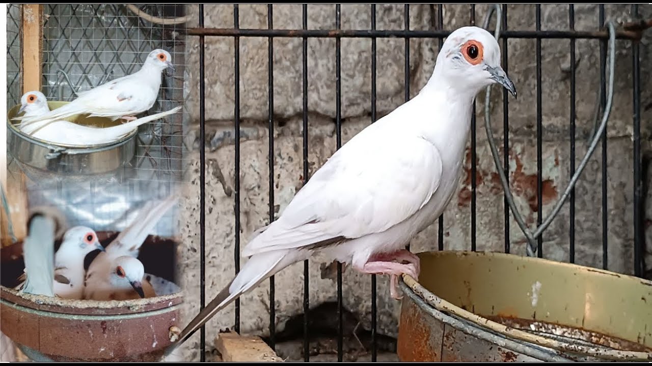 Dove Breeding Progress | Red Pied | Blue Pied