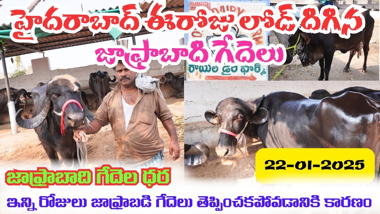 హైదరాబాద్ జాఫ్రాబడి గేదెల లోడ్ వచ్చింది || 50 గేదెలు(ముర్రా,జాఫ్రాబాది,ఆవులు) || Jafrabadi Buffaloes